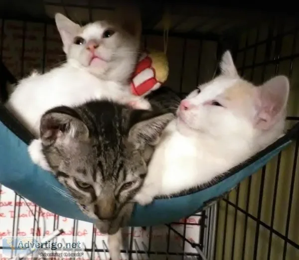 Munchkin non standard kittens