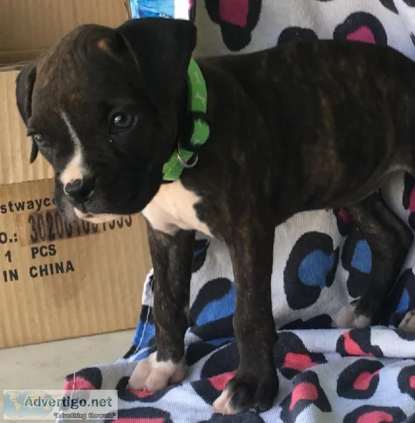 Boxer Puppies