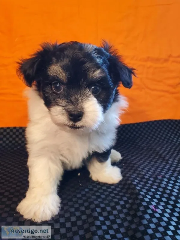Havanese Male