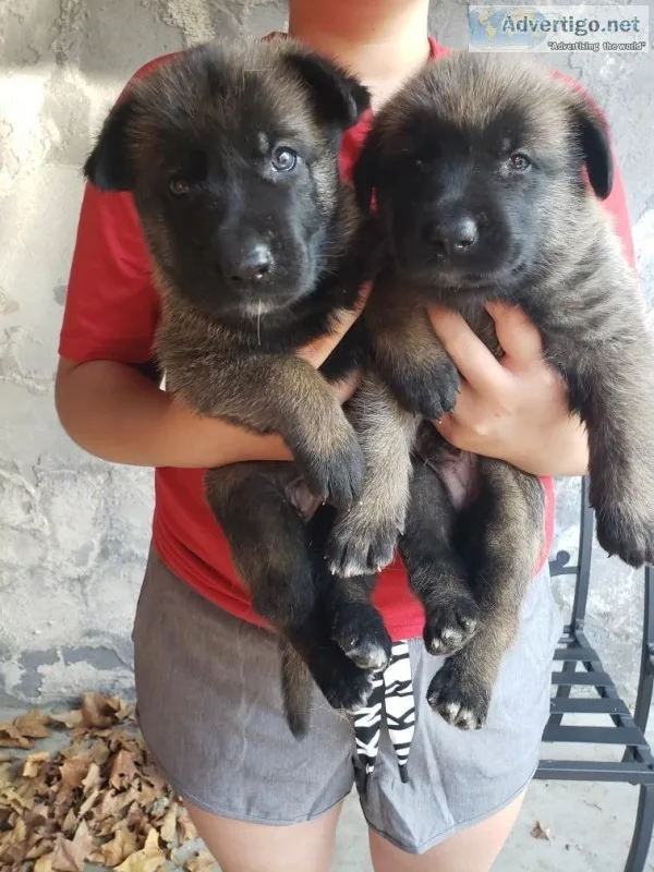 Cute German Sheperd Belgian Malinois puppies