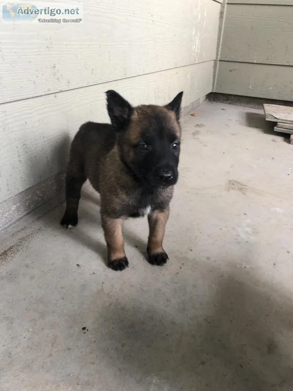 Belgian Malinois