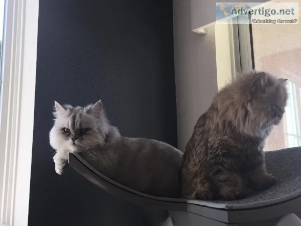 While Silver Shaded Male Persian and Female Brown Tabby Persian 