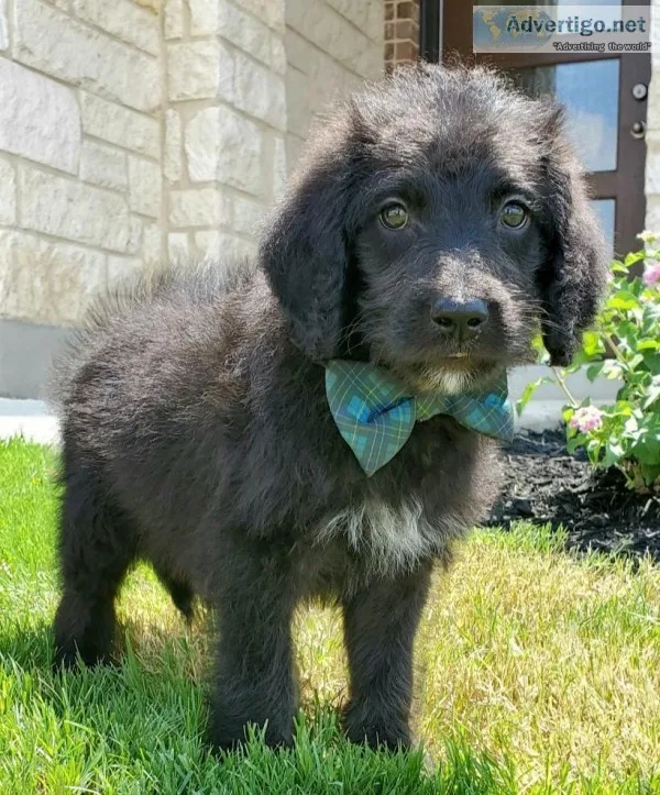 F1b Labradoodle - Elvis
