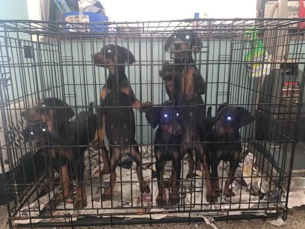 Doberman puppies ready for a Home