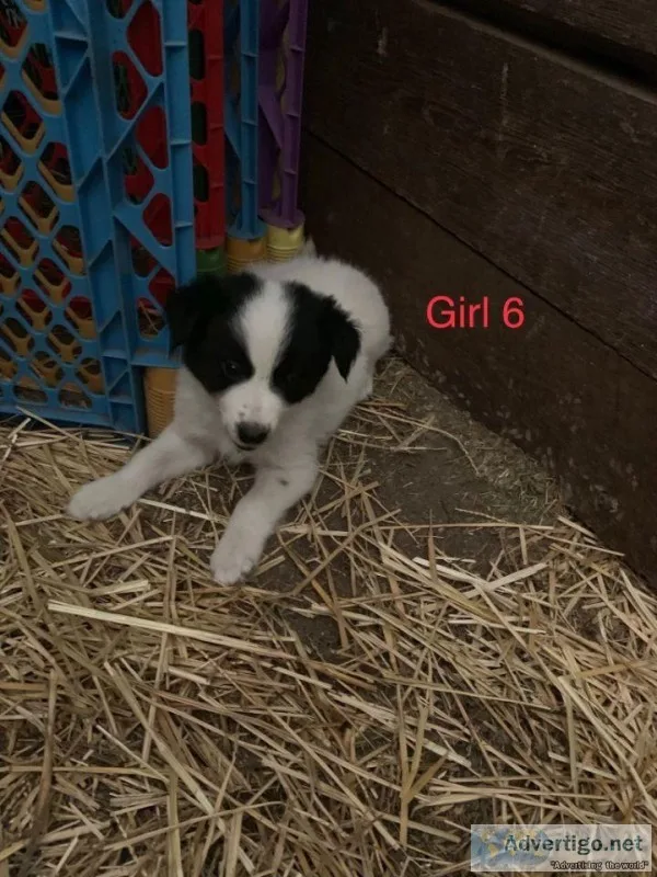 lovely boder collie puppies for sell in mn