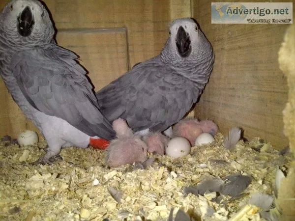 Parrots and fertile parrots eggs 