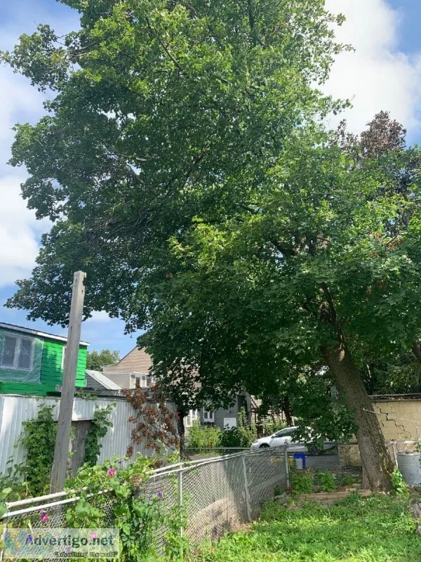 Free wood for anyone who is willing to cut it up and haul it for