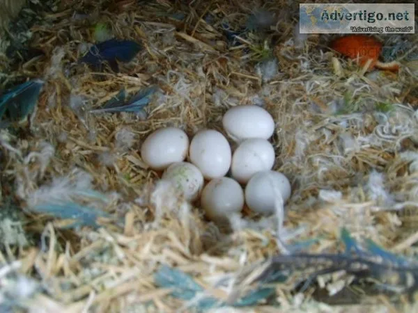Parrots and fertile parrots eggs 