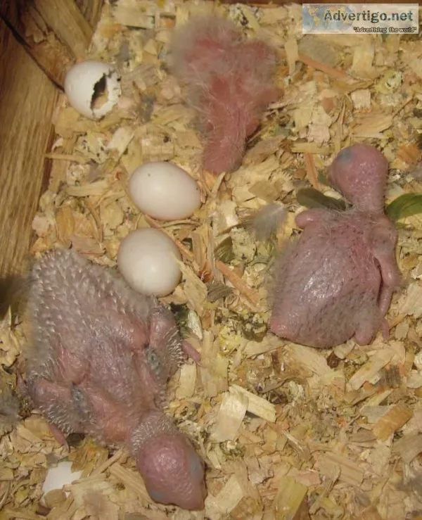 Parrots and fertile parrots eggs 