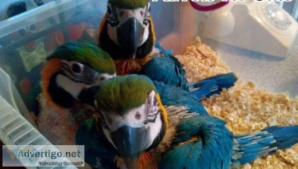 Blu & gold macaw & fertile parrots eggs