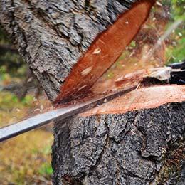 Tree Services Pembroke Pines