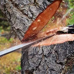 Tree Services Pembroke Pines