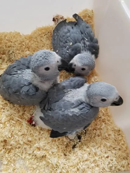 African parrots and fertile parrots eggs