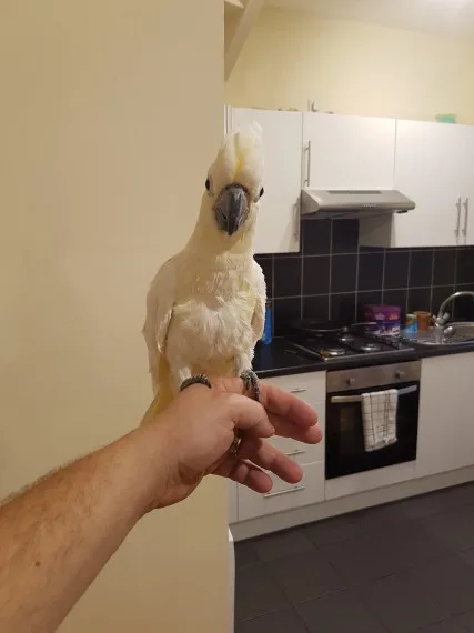 Umbrella cockato & fertile parrots eggs