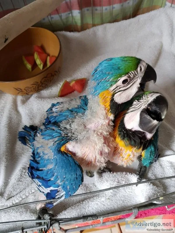 Macaw parrots and fertile parrots eggs