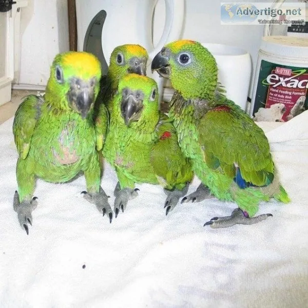 Amazon parrots and fertile parrots eggs