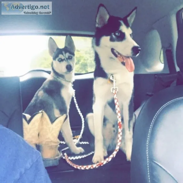2 Siberian Huskies