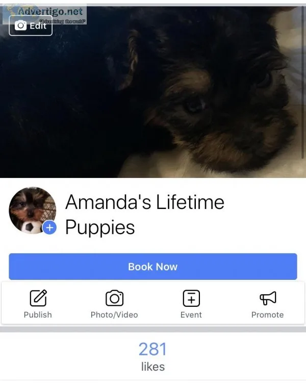 Shihtzu mixed pups