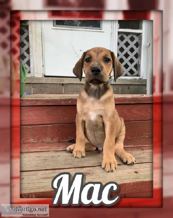 Mac Male Great Golden Dane