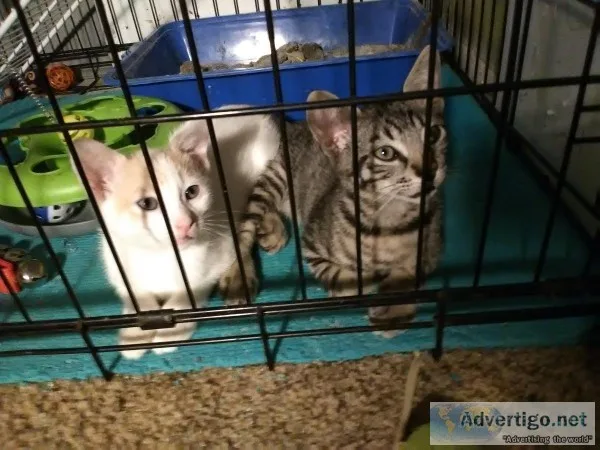Munchkin Kittens