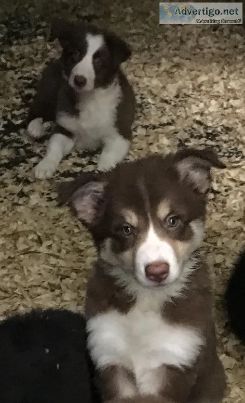Border Collie puppies