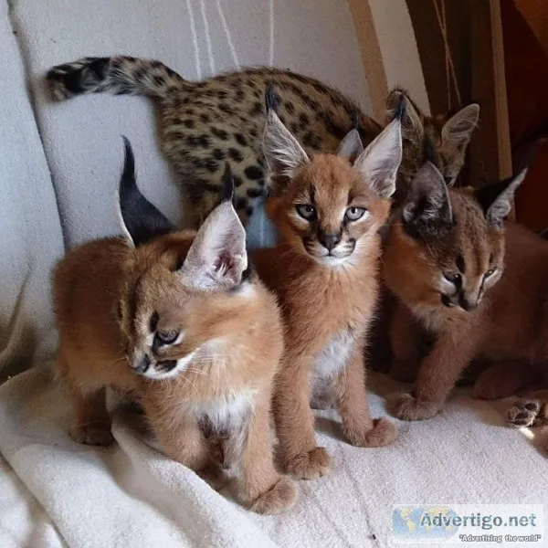 caracal and savannah kittens