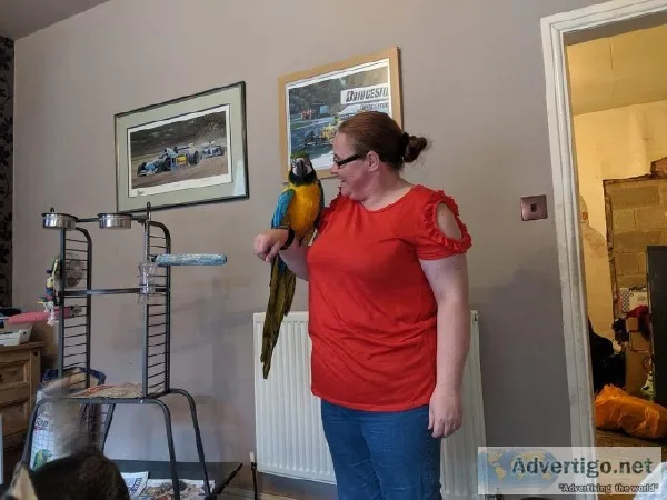 Blue And Gold Macaw