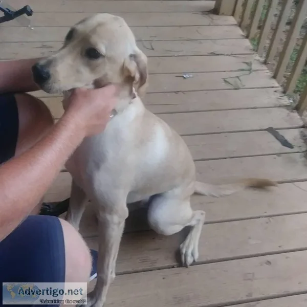 10 month old puppy &quotLance&quot