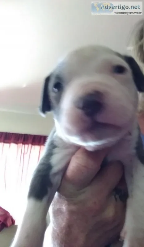 13 baby blue pitbulls