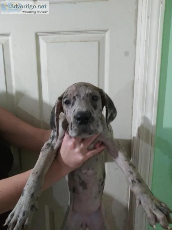 Great dane puppies