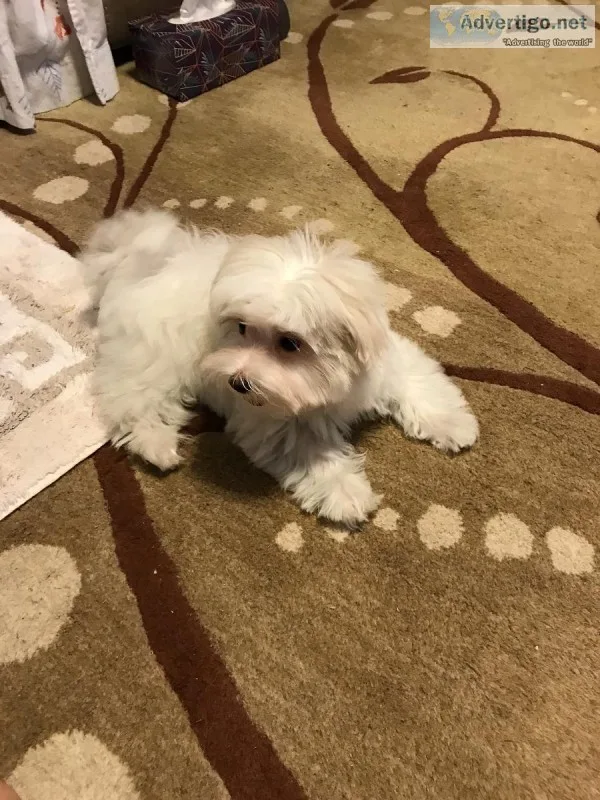 Female Maltese Puppy