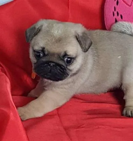 Cute Male and Female Pug Puppies