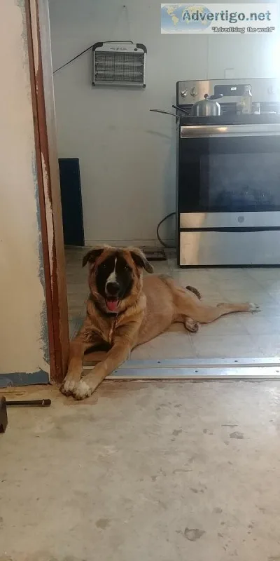 6 month old Female German Shepherd Mix Puppy