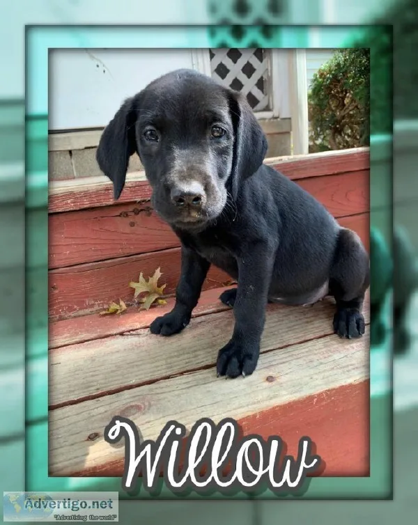 Willow Female Great Golden Dane