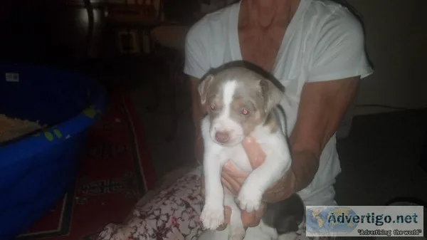 Rat Terrier Pups