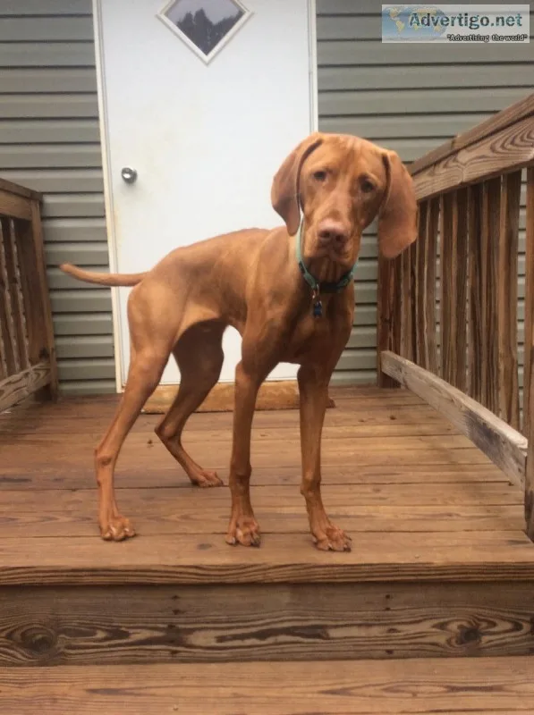 Vizsla male purebred