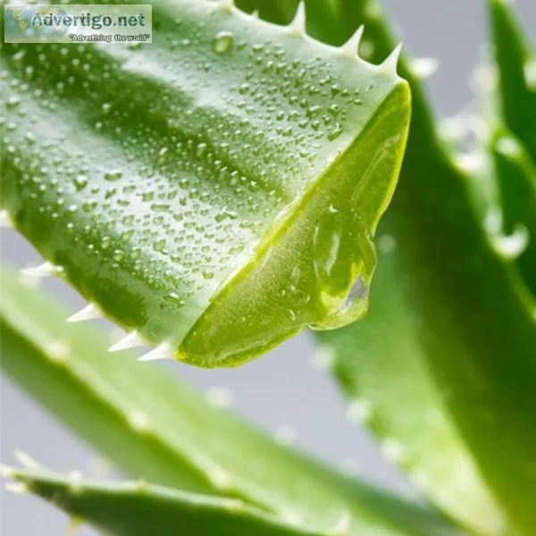 Aloe Arborescens Extract Supplier