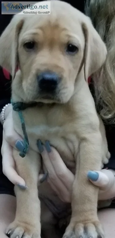 2 Male AKC yellow labs