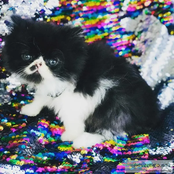 Teacup TINY Persian Kittens