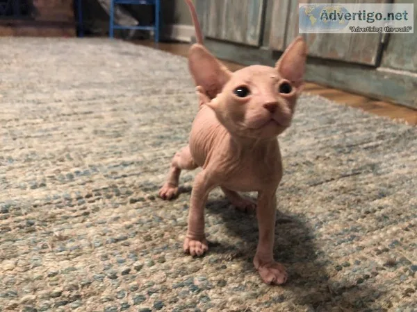 Donskoy Sphynx kittens