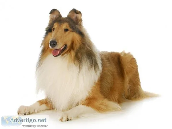 ISO young female Collie