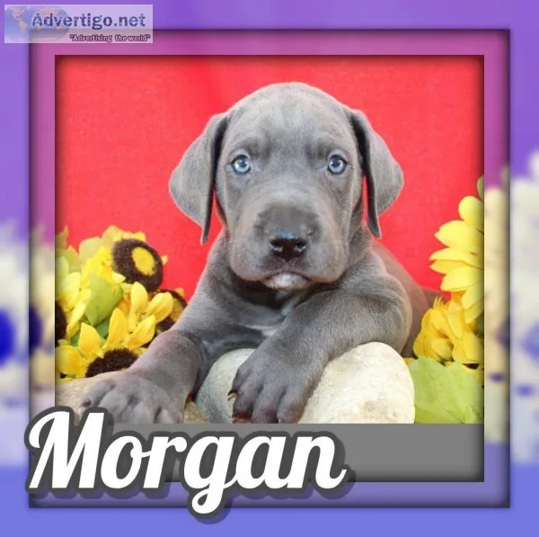 Morgan Male AKC Great Dane