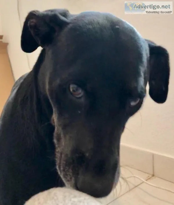 Sweet Dog Looking for New Home