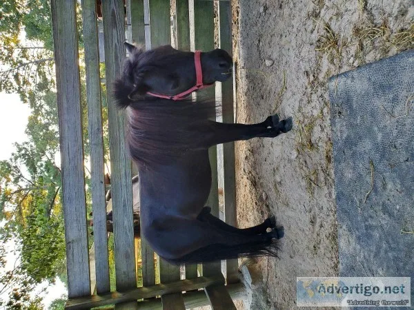 Miniature stallion