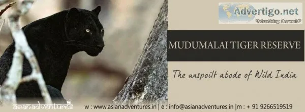 mudumalai national park safari