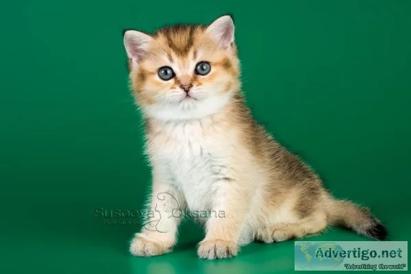 Pedigreed British kittens