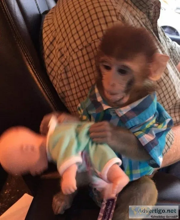 Rhesus Macaque Monkey For Adoption