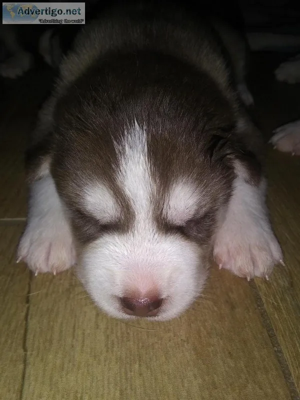 Siberian Husky Puppies