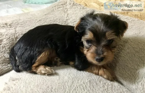Yorkie Puppies