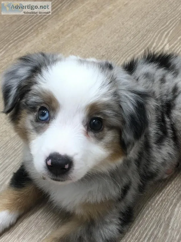 8 week female Mini Aussie